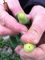 [Stems of Monte Carlo are Black insite , frost damage  foto 12.JPG]